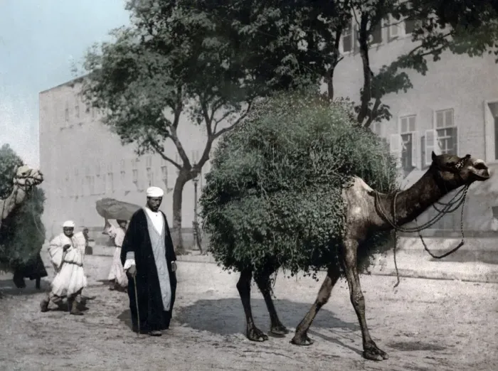 Framed Print : Camel carrying load, Cairo, Japan, c. 1890 s Framed Print : Camel carrying load, Cairo, Japan, c. 1890 s