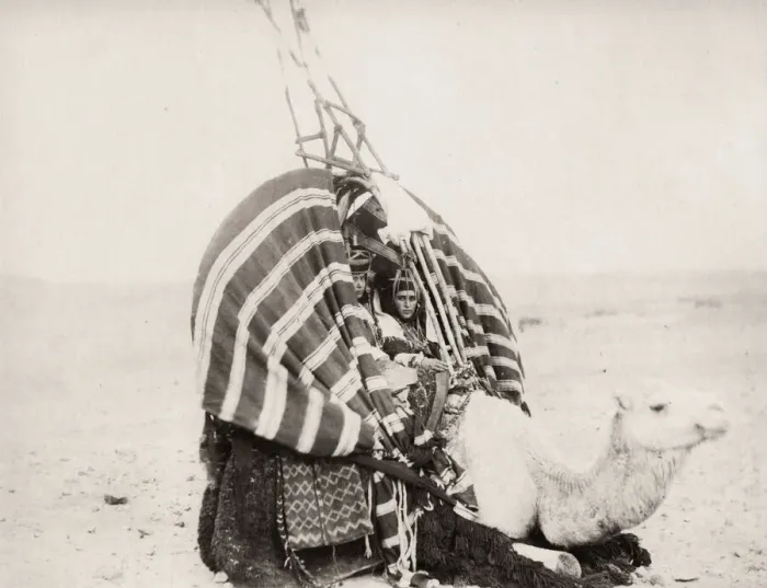 Framed Print : Camel carrying young women, Algeria Framed Print : Camel carrying young women, Algeria