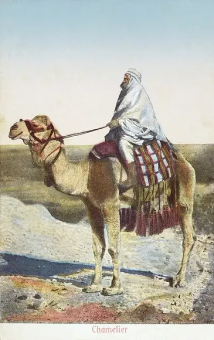 Framed Print : Camel Driver Framed Print : Camel Driver