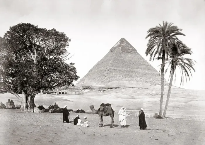 Framed Print : Camel in front of Great Pyramid, Giza, Egypt, c. 1880 s Framed Print : Camel in front of Great Pyramid, Giza, Egypt, c. 1880 s