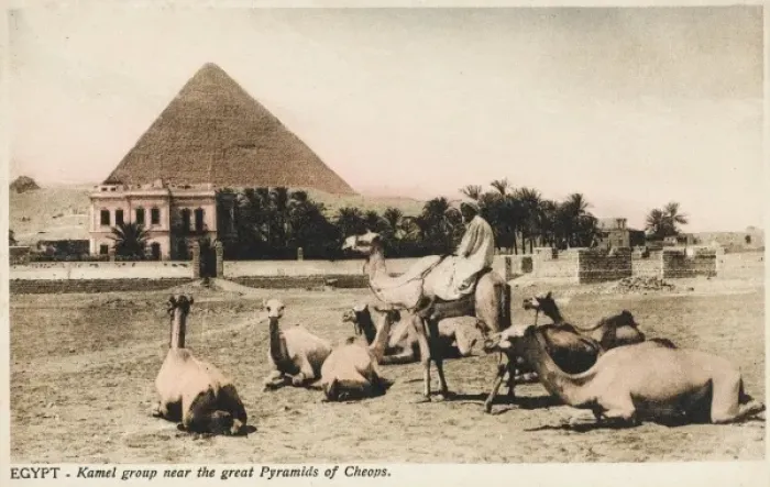 Framed Print : Camel group close to the Pyramid of Khufu, Egypt Framed Print : Camel group close to the Pyramid of Khufu, Egypt