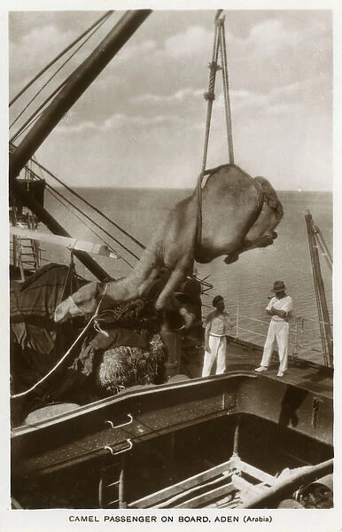 Camel being hoisted onto a ship, Aden