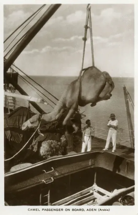Framed Print : Camel being hoisted onto a ship, Aden Framed Print : Camel being hoisted onto a ship, Aden