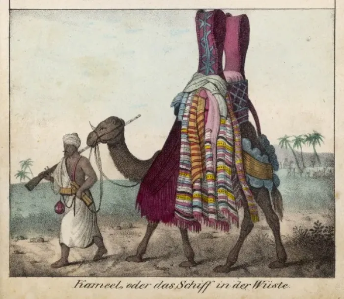 Framed Print : Camel and Ladies Framed Print : Camel and Ladies