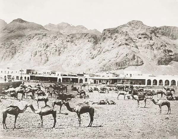 Camel market, Aden, Yemen