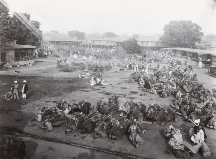 Framed Print : Camel Market, Peshawar, India, Pakistan, North west Frontier Framed Print : Camel Market, Peshawar, India, Pakistan, North west Frontier
