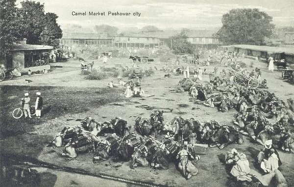Camel Market, Peshawar, Pakistan