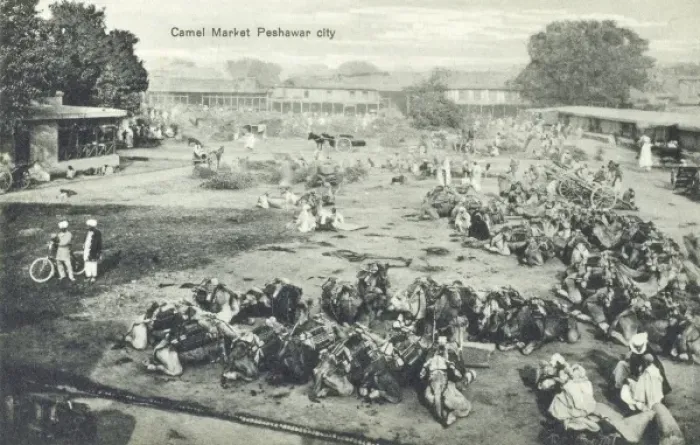 Framed Print : Camel Market, Peshawar, Pakistan Framed Print : Camel Market, Peshawar, Pakistan