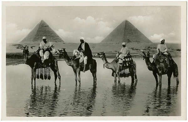 Camel and Pyramids in Cairo, Egypt