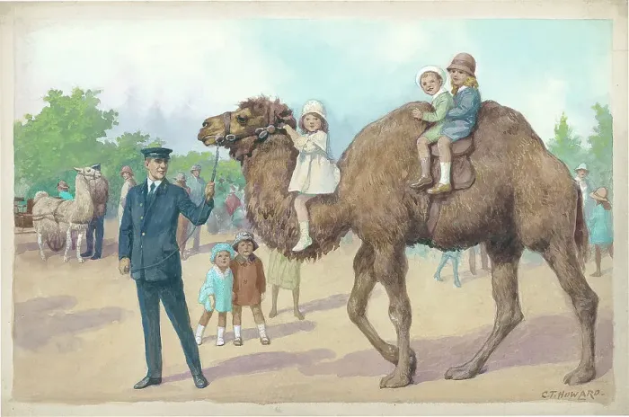 Framed Print : Camel Ride at London Zoo Framed Print : Camel Ride at London Zoo