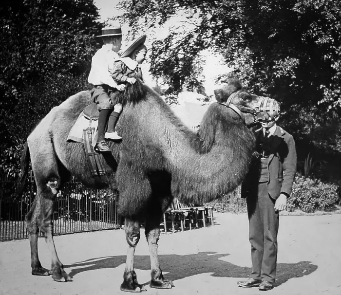 Framed Print : Camel ride, (probably London Zoo), Victorian period Framed Print : Camel ride, (probably London Zoo), Victorian period