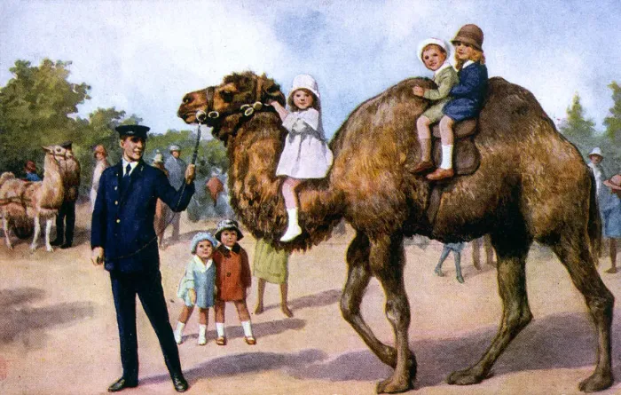Framed Print : CAMEL RIDE IN ZOO Framed Print : CAMEL RIDE IN ZOO