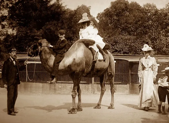 Framed Print : Camel ride at a Zoo Framed Print : Camel ride at a Zoo