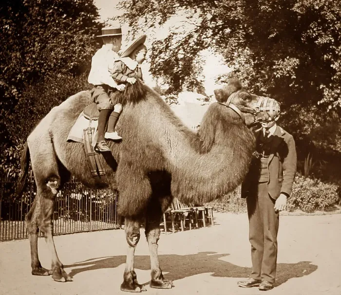 Framed Print : Camel ride at a zoo Framed Print : Camel ride at a zoo