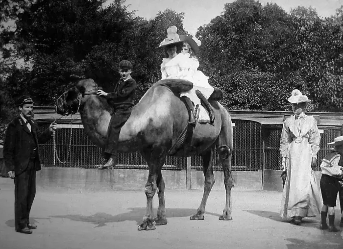 Framed Print : Camel ride at the Zoo (possibly London Zoo) Framed Print : Camel ride at the Zoo (possibly London Zoo)