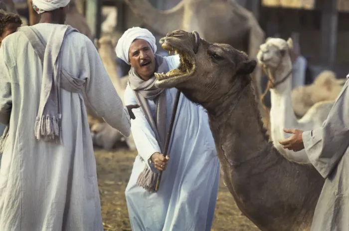 Framed Print : Camel traders Birqash, Cairo, Egypt Framed Print : Camel traders Birqash, Cairo, Egypt