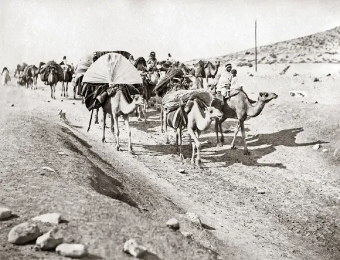 Framed Print : Camel train in the Algerian Sahara, circa 1890 Framed Print : Camel train in the Algerian Sahara, circa 1890