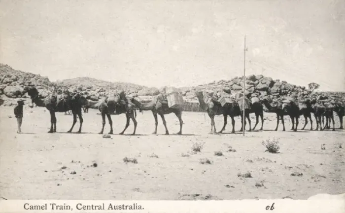 Framed Print : Camel Train in Australia Framed Print : Camel Train in Australia