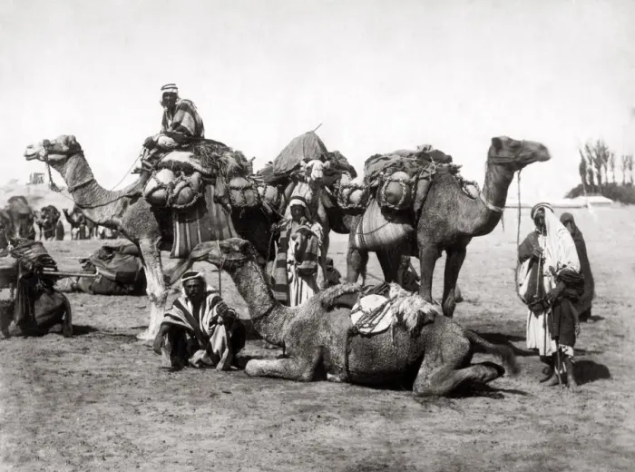 Framed Print : Camel train resting, Egypt. c. 1890 s Framed Print : Camel train resting, Egypt. c. 1890 s