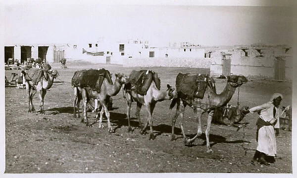 Camel Train Saudi Arabia Sailor Jeddah Jedda