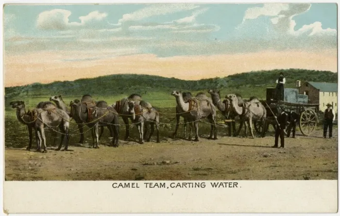 Framed Print : Camel Train, Western Australia - Carting Water