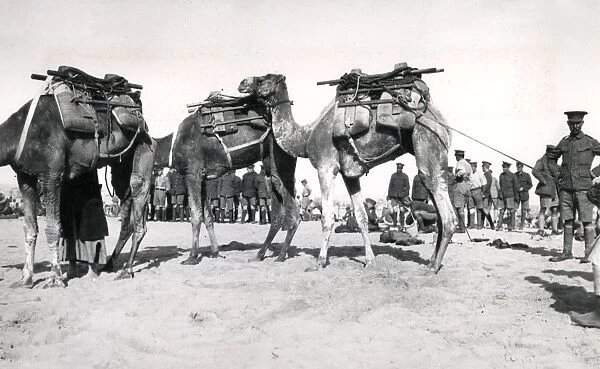 Camel transport, Suez Canal defences, Egypt, WW1