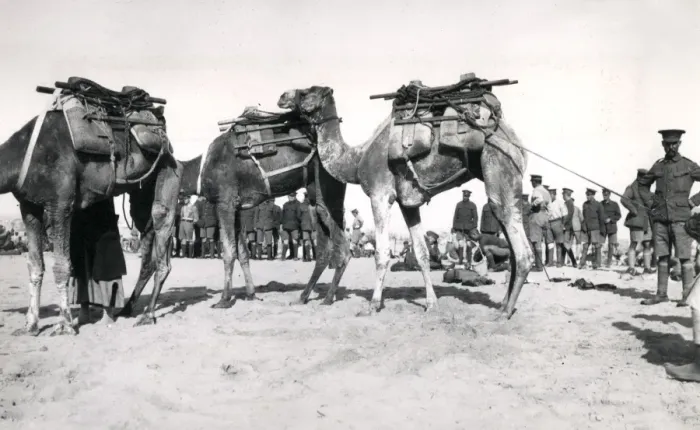 Framed Print : Camel transport, Suez Canal defences, Egypt, WW1 Framed Print : Camel transport, Suez Canal defences, Egypt, WW1