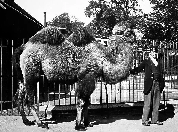 Camel at a Zoo