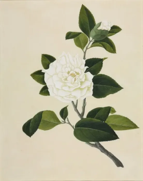 Framed Print : Camelia cv Framed Print : Camelia cv