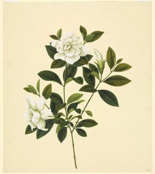 Framed Print : Camelia cv Framed Print : Camelia cv