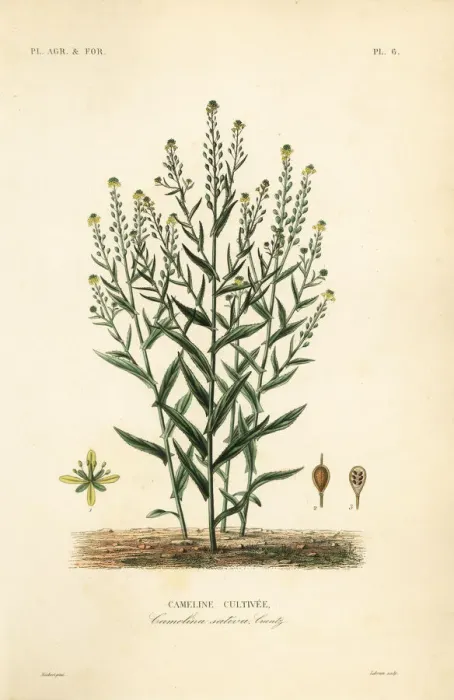 Framed Print : Camelina or false flax, Camelina sativa Framed Print : Camelina or false flax, Camelina sativa