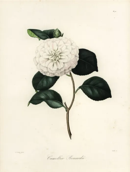 Framed Print : Camellia bonardii Framed Print : Camellia bonardii