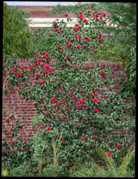 Framed Print : Camellia bush growing in a garden Framed Print : Camellia bush growing in a garden
