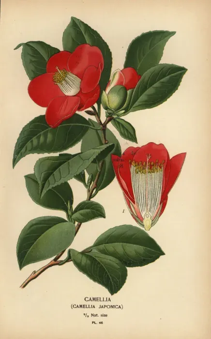 Framed Print : Camellia, Camellia japonica Framed Print : Camellia, Camellia japonica