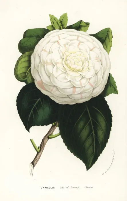 Framed Print : Camellia cultivar, Cup of Beauty, Camellia japonica Framed Print : Camellia cultivar, Cup of Beauty, Camellia japonica