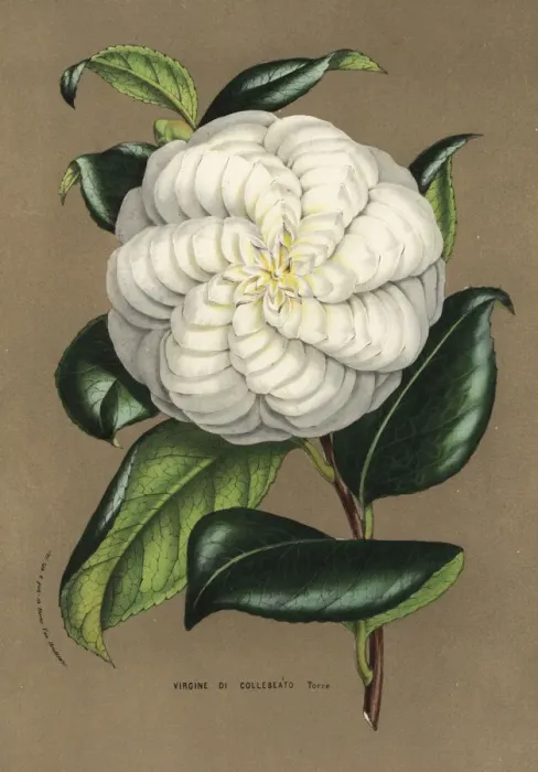 Framed Print : Camellia cultivar, Virgine di Collebeato, Camellia japonica Framed Print : Camellia cultivar, Virgine di Collebeato, Camellia japonica
