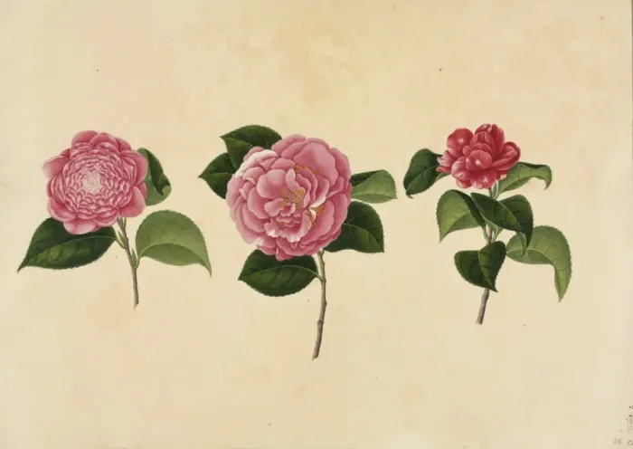 Framed Print : Camellia cv Framed Print : Camellia cv