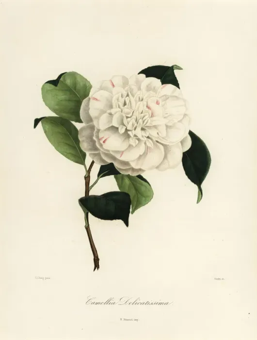 Framed Print : Camellia delicatissima Framed Print : Camellia delicatissima