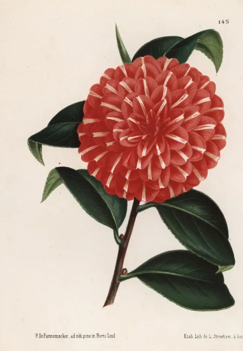Framed Print : Camellia hybrid, Caprioli, Camellia japonica Framed Print : Camellia hybrid, Caprioli, Camellia japonica