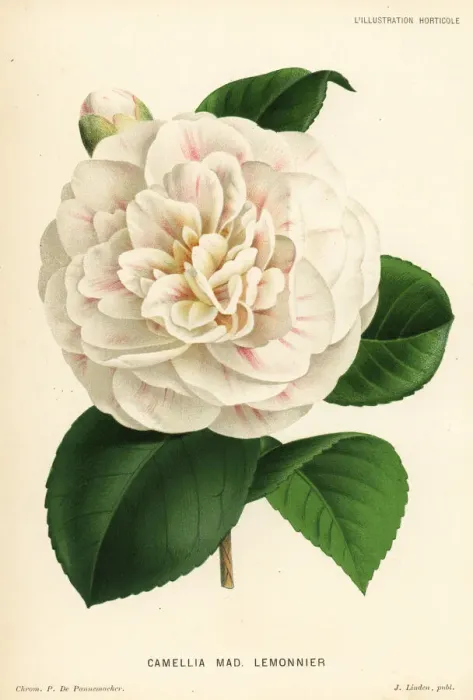 Framed Print : Camellia hybrid, Madame Lemonnier, Camellia japonica Framed Print : Camellia hybrid, Madame Lemonnier, Camellia japonica