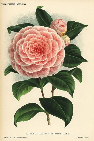Camellia hybrid, Madame P. de Pannemaeker, Camellia japonica