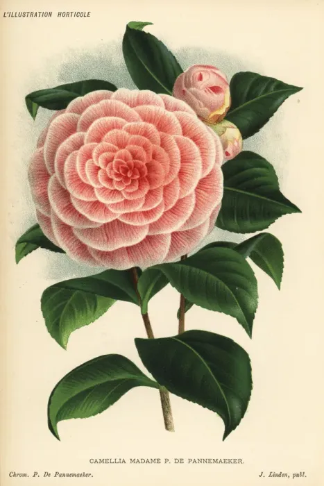 Framed Print : Camellia hybrid, Madame P. de Pannemaeker, Camellia japonica Framed Print : Camellia hybrid, Madame P. de Pannemaeker, Camellia japonica