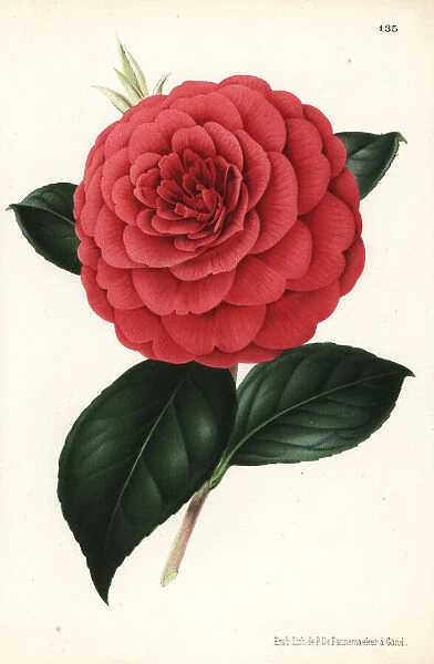 Camellia hybrid, Poldina Vanturi, Camellia japonica