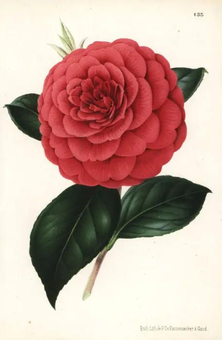 Framed Print : Camellia hybrid, Poldina Vanturi, Camellia japonica Framed Print : Camellia hybrid, Poldina Vanturi, Camellia japonica