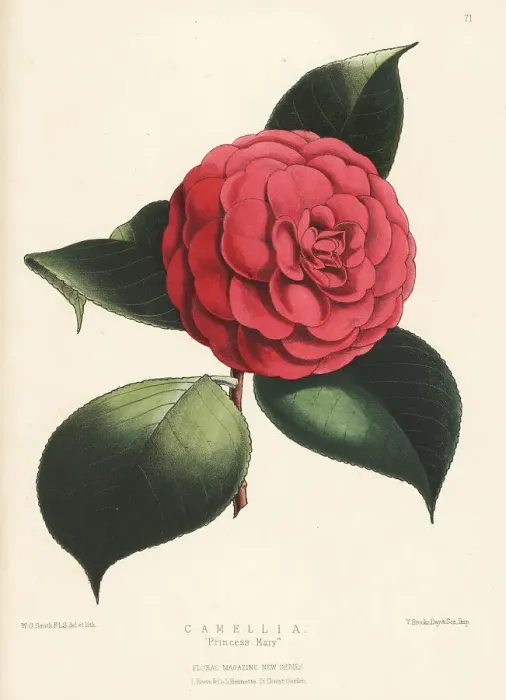 Framed Print : Camellia hybrid, Princess Mary Framed Print : Camellia hybrid, Princess Mary