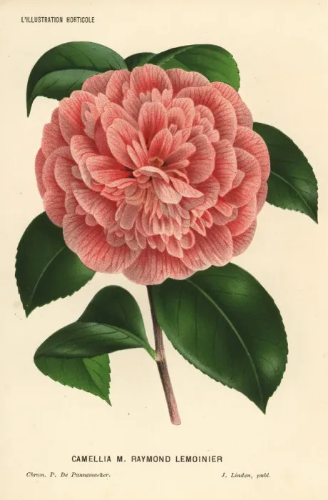 Framed Print : Camellia hybrid, Raymond Lemoinier, Camellia japonica Framed Print : Camellia hybrid, Raymond Lemoinier, Camellia japonica
