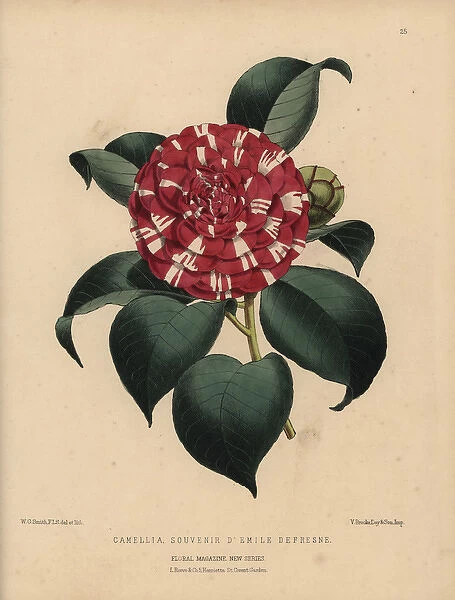 Camellia hybrid Souvenir d Emile Defresne