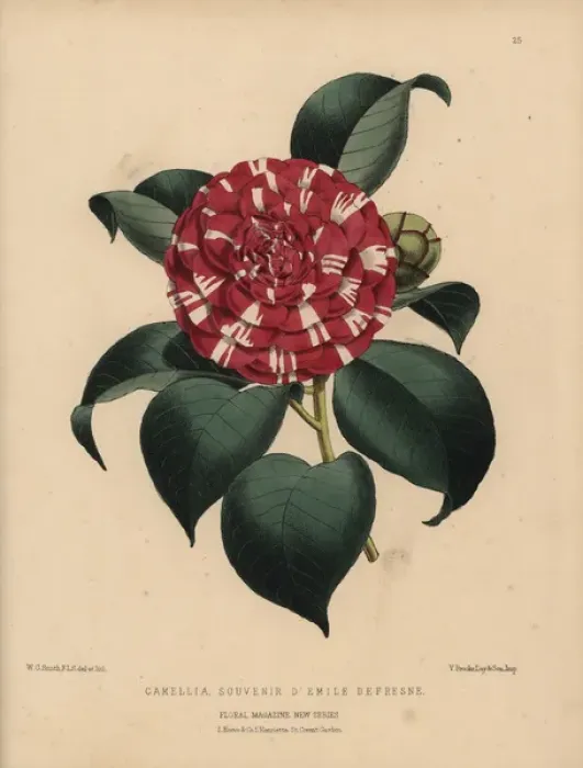 Framed Print : Camellia hybrid Souvenir d Emile Defresne Framed Print : Camellia hybrid Souvenir d Emile Defresne