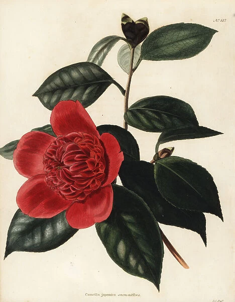 Camellia japonica anemoniflora