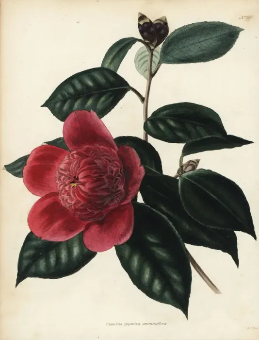 Framed Print : Camellia japonica anemoniflora cultivar Framed Print : Camellia japonica anemoniflora cultivar
